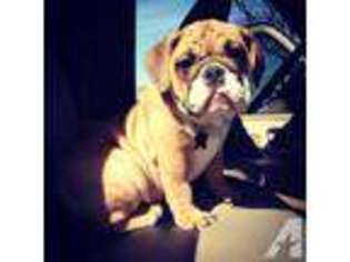 Bulldog Puppy for sale in ROWLETT, TX, USA