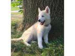 Siberian Husky Puppy for sale in Huntley, IL, USA