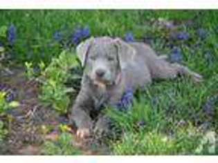 Labrador Retriever Puppy for sale in JACKSON, OH, USA