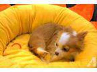 Chihuahua Puppy for sale in AUBURN, WA, USA