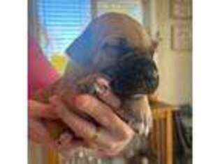 Boerboel Puppy for sale in Raleigh, NC, USA