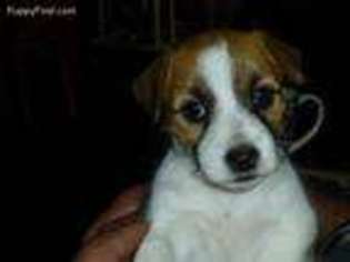 Jack Russell Terrier Puppy for sale in Hemet, CA, USA