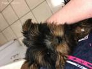 Yorkshire Terrier Puppy for sale in El Paso, TX, USA