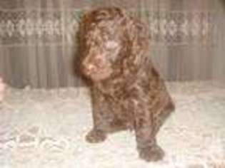 Labradoodle Puppy for sale in Manahawkin, NJ, USA