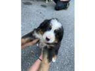 Bernese Mountain Dog Puppy for sale in Williamstown, NJ, USA