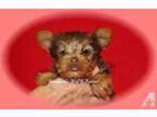 Yorkshire Terrier Puppy for sale in WAPPAPELLO, MO, USA