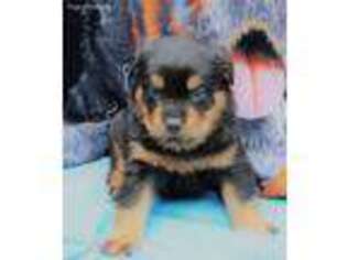 Rottweiler Puppy for sale in Dublin, GA, USA