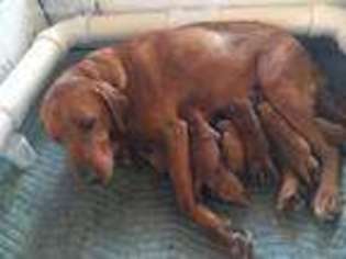 Labrador Retriever Puppy for sale in Hebron, IN, USA