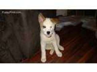 Akita Puppy for sale in Oakfield, NY, USA