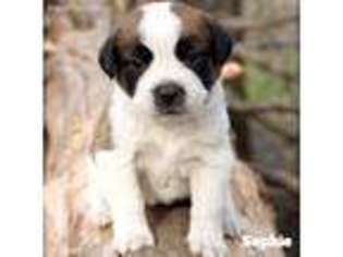 Saint Bernard Puppy for sale in Ann Arbor, MI, USA