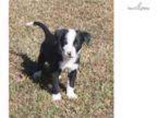 Border Collie Puppy for sale in Tulsa, OK, USA