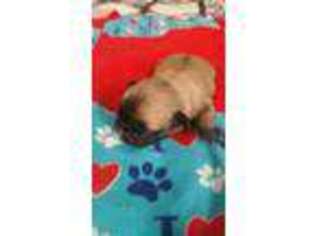 Pug Puppy for sale in Anchorage, AK, USA