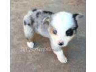 Pembroke Welsh Corgi Puppy for sale in Morrison, OK, USA