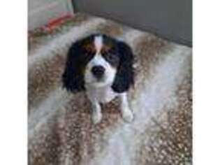 Cavalier King Charles Spaniel Puppy for sale in Summerville, GA, USA