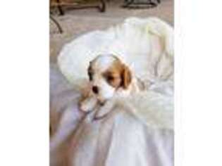 Cavalier King Charles Spaniel Puppy for sale in Menifee, CA, USA