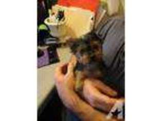 Yorkshire Terrier Puppy for sale in SHERMAN, TX, USA