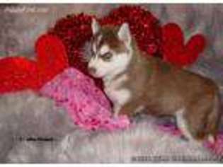 Siberian Husky Puppy for sale in Eagle, ID, USA