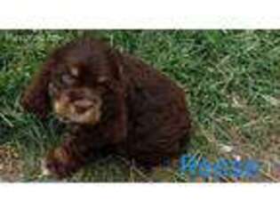 Cocker Spaniel Puppy for sale in Downing, MO, USA