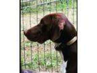 German Shorthaired Pointer Puppy for sale in Lindsborg, KS, USA