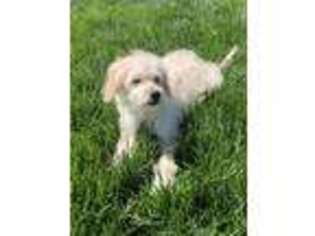 Goldendoodle Puppy for sale in Ripon, CA, USA