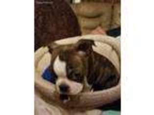 Boston Terrier Puppy for sale in Odem, TX, USA