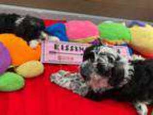 Portuguese Water Dog Puppy for sale in Pittsburgh, PA, USA