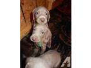 Weimaraner Puppy for sale in BROWNS MILLS, NJ, USA