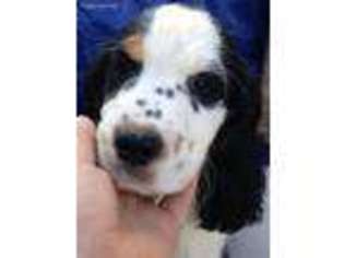 English Springer Spaniel Puppy for sale in York Haven, PA, USA