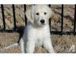 Golden Retriever Puppy for sale in BILLINGS, MT, USA