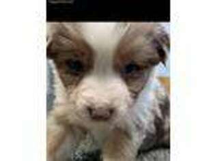 Australian Shepherd Puppy for sale in Springport, IN, USA