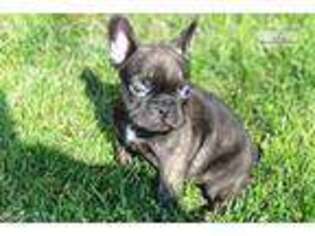 French Bulldog Puppy for sale in Kalamazoo, MI, USA