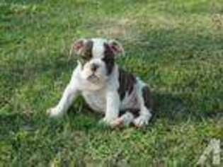 Bulldog Puppy for sale in HONOBIA, OK, USA