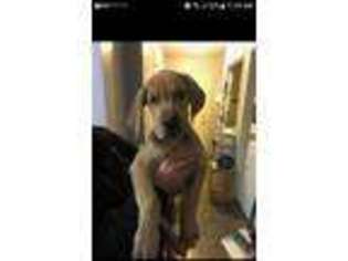 Great Dane Puppy for sale in Belleville, MI, USA