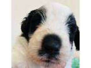 Mutt Puppy for sale in Mount Dora, FL, USA