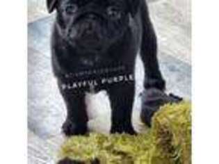 Pug Puppy for sale in Whitwell, TN, USA