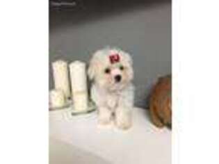 Maltese Puppy for sale in Washington, DC, USA