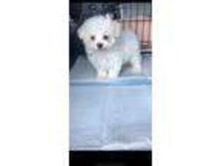 Maltese Puppy for sale in Kernersville, NC, USA