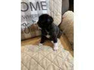 Pug Puppy for sale in Palmdale, CA, USA