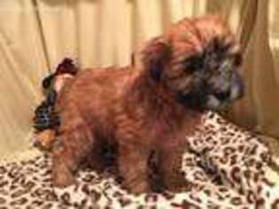 Soft Coated Wheaten Terrier Puppy for sale in Amity, MO, USA