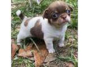 Chihuahua Puppy for sale in Saint Augustine, FL, USA