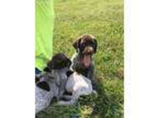 German Shorthaired Pointer Puppy for sale in Thompsontown, PA, USA
