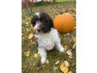 Portuguese Water Dog Puppy for sale in Jackson Hole, WY, USA