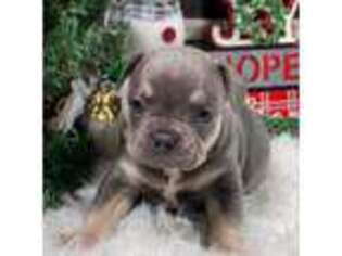 French Bulldog Puppy for sale in Downing, MO, USA