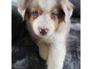 Miniature Australian Shepherd Puppy for sale in Seibert, CO, USA