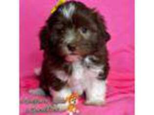 Havanese Puppy for sale in Pisgah, AL, USA