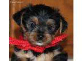 Yorkshire Terrier Puppy for sale in Lindale, TX, USA