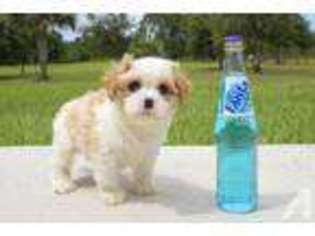 Cavachon Puppy for sale in VENICE, FL, USA