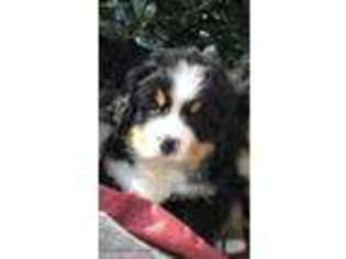 Bernese Mountain Dog Puppy for sale in Brooks, GA, USA