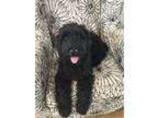 Schnoodle (Standard) Puppy for sale in Middleburg, FL, USA