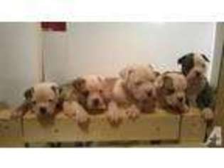 American Bulldog Puppy for sale in FREDERICK, MD, USA